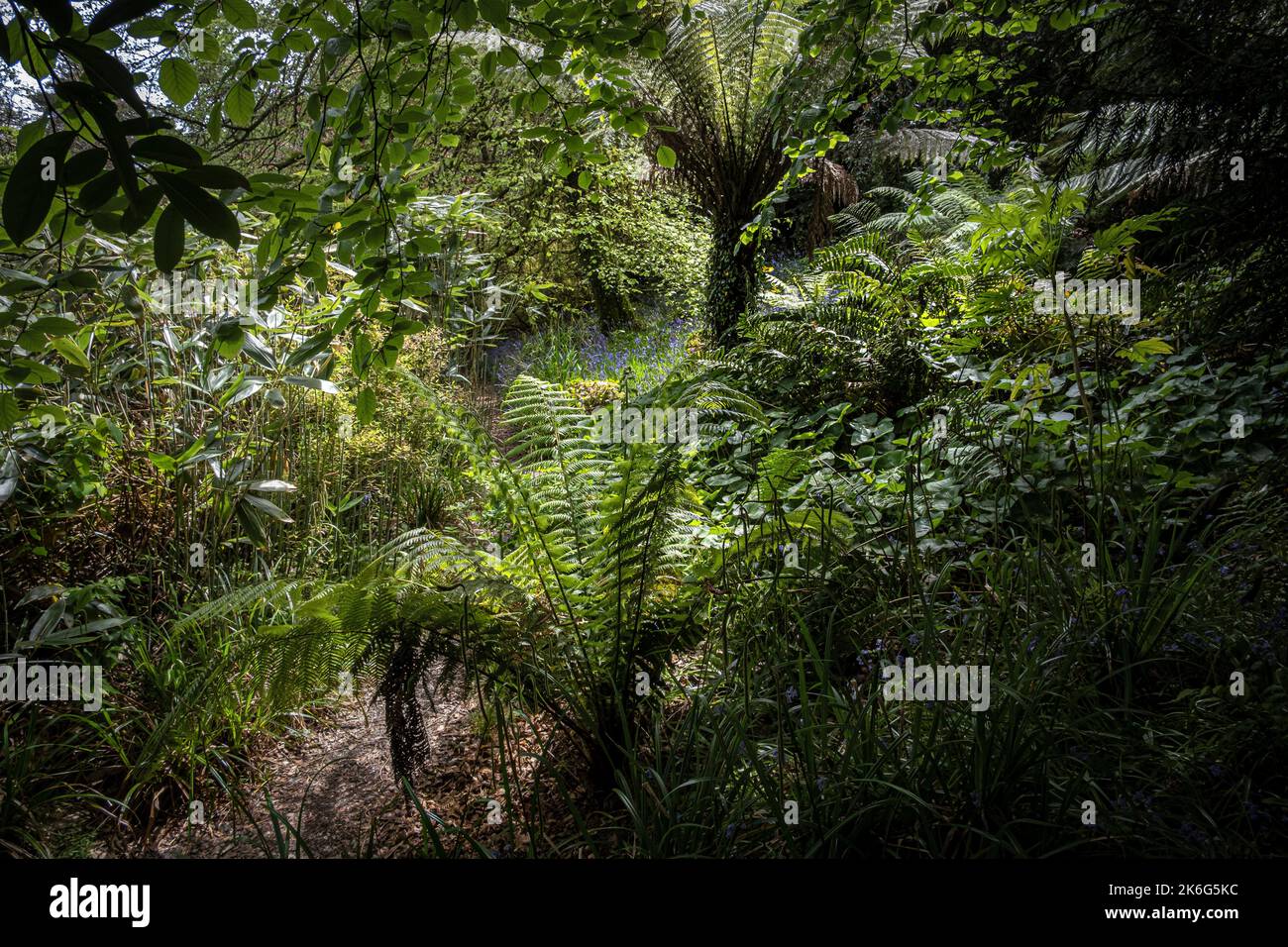 An overgrown footpath through the wild sub-tropical Penjjick Garden in Cornwall.  Penjerrick Garden is recognised as Cornwalls true jungle garden in E Stock Photo