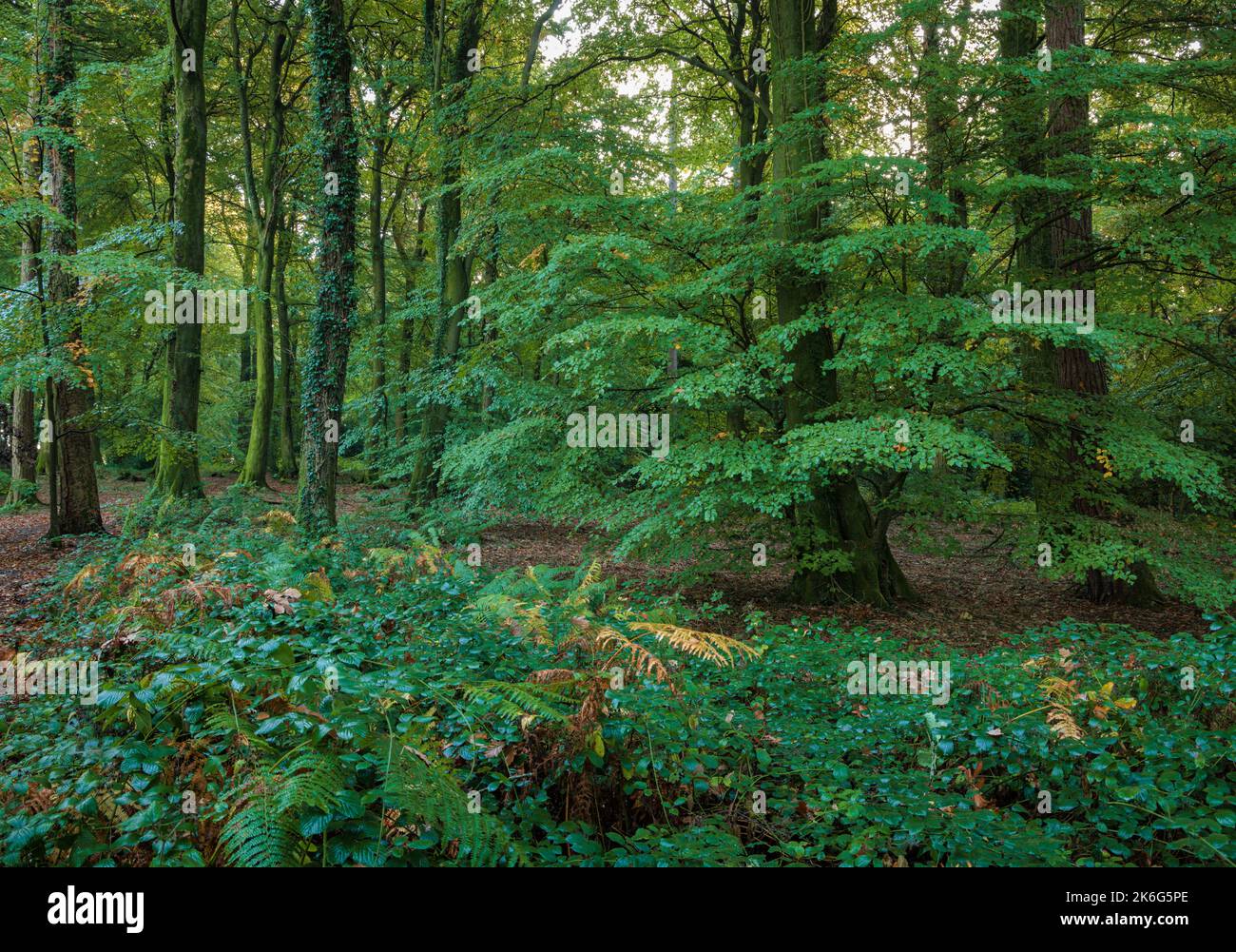 Woodland near Trellech, Wales. Stock Photo