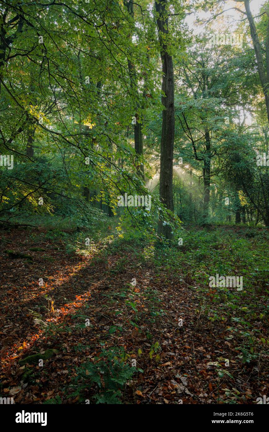 Broadleaf woodland hi-res stock photography and images - Alamy