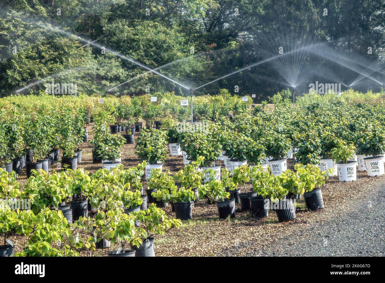 Water sprinklers watering lilac plants on a late summer day at Abrahamson Nurseries in Scandia, Minnesota USA. Stock Photo