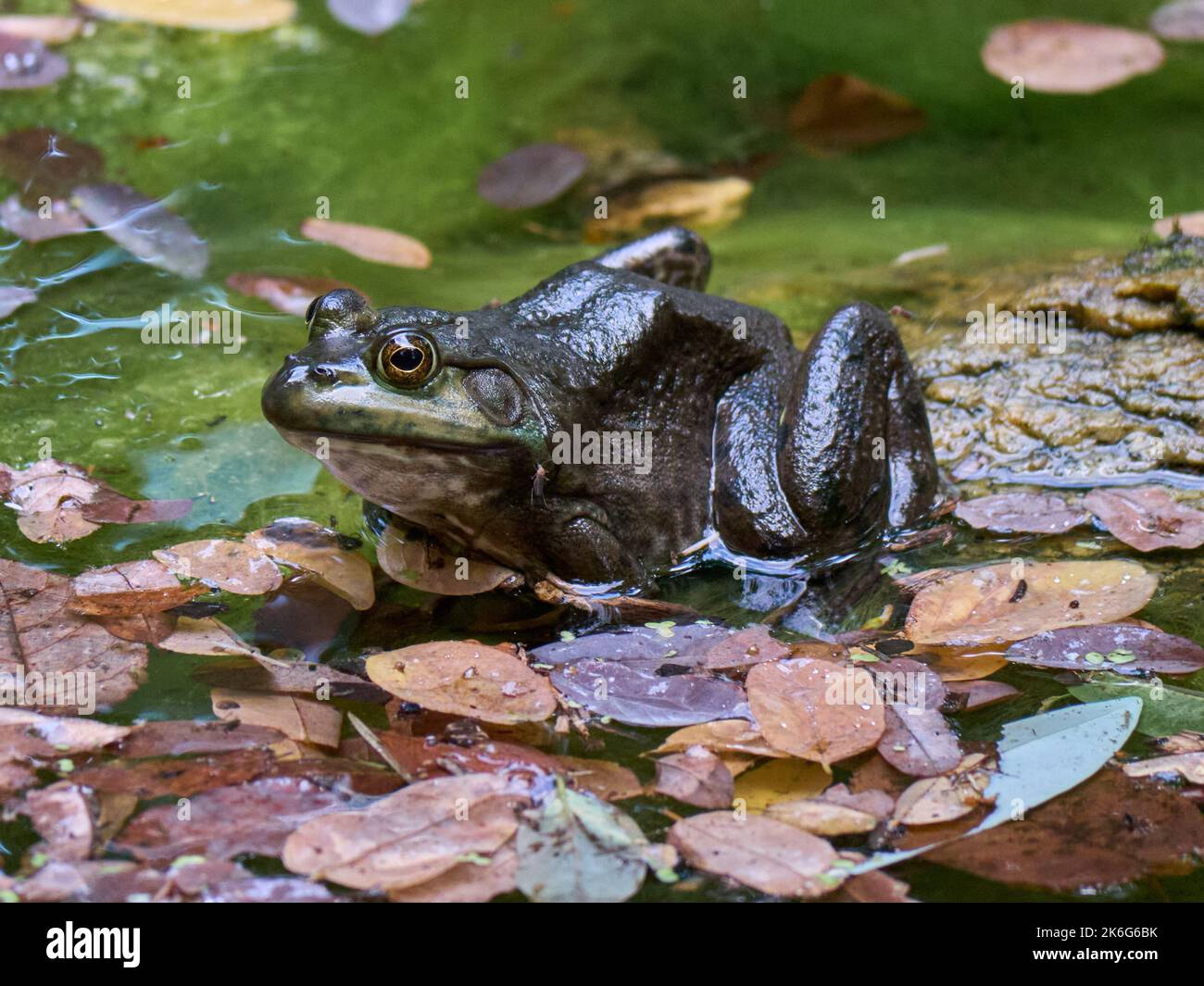An American Bullfrog sitting in a pond surrounded by fallen dried leaves Stock Photo