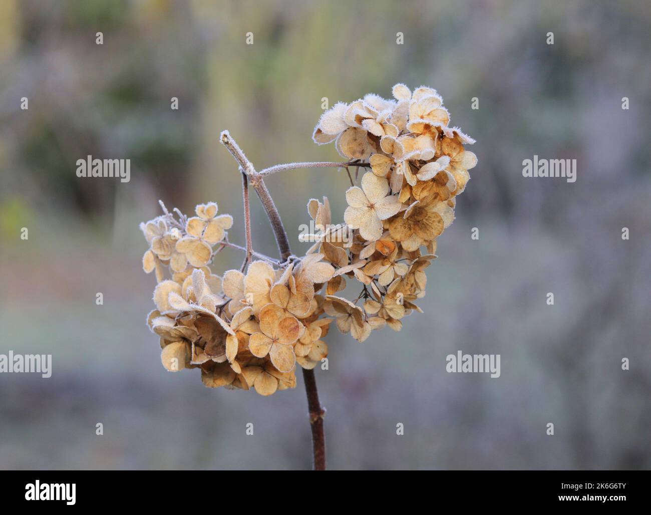 Frosted Hydrangea dead flower head in winter Stock Photo Alamy