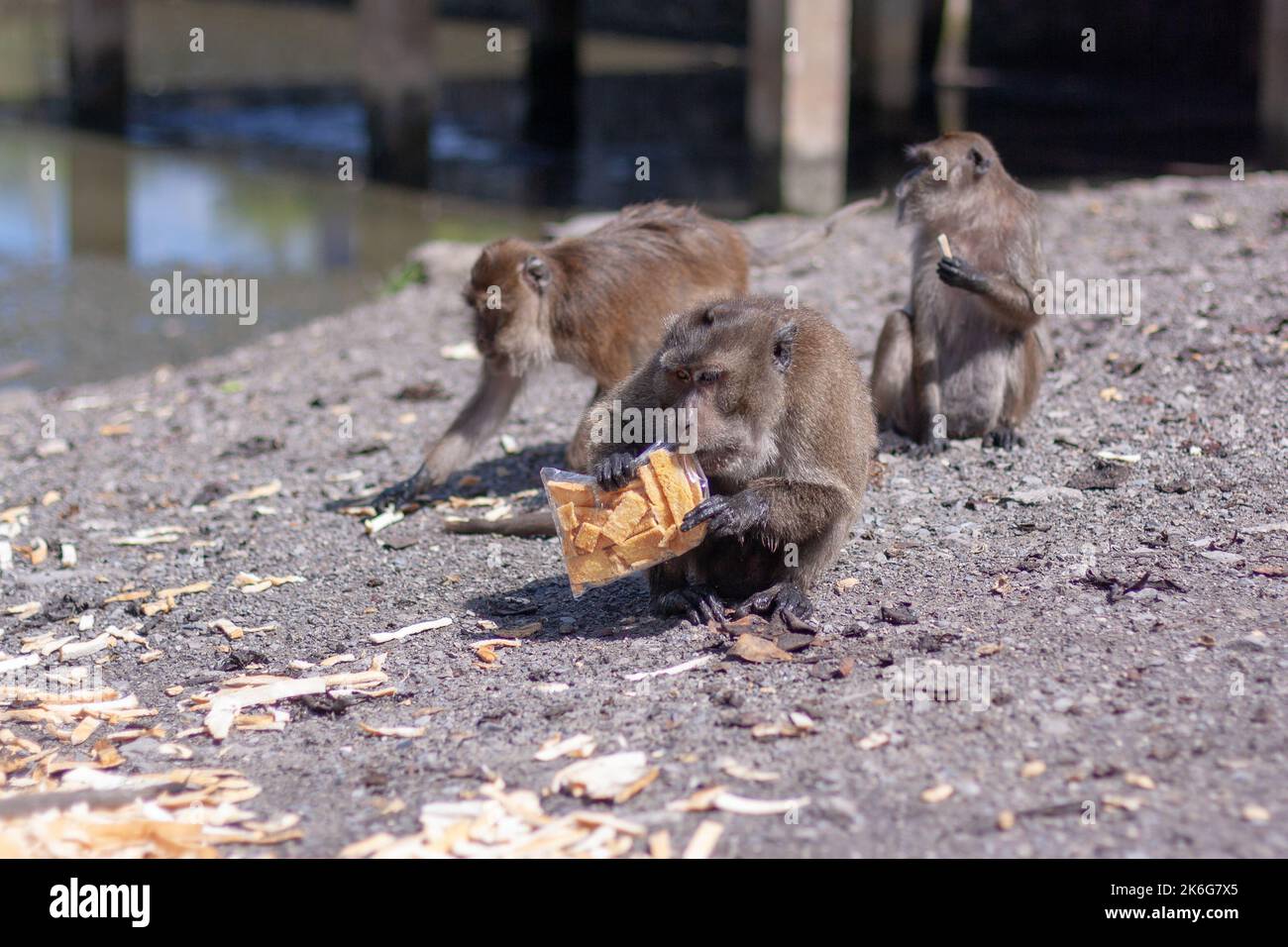 Monkey pack hi-res stock photography and images - Alamy