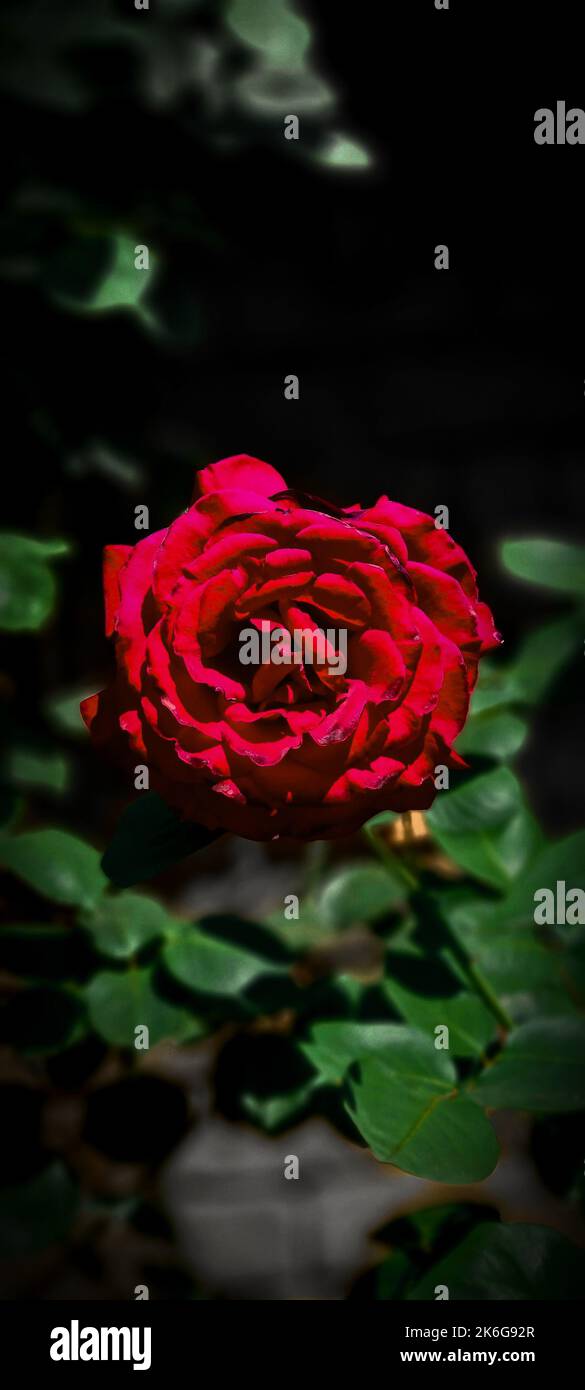 A vertical shot of the beautiful single red rose standing out with ...