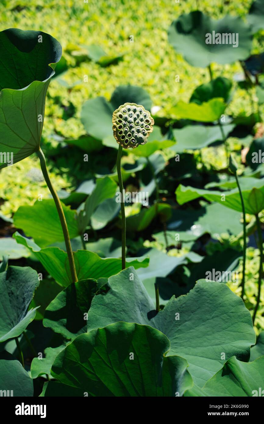 Green Lotus pod with seeds in a pond nelumbo nucifera. Vertical california flora nature background traditional medicine plants Stock Photo