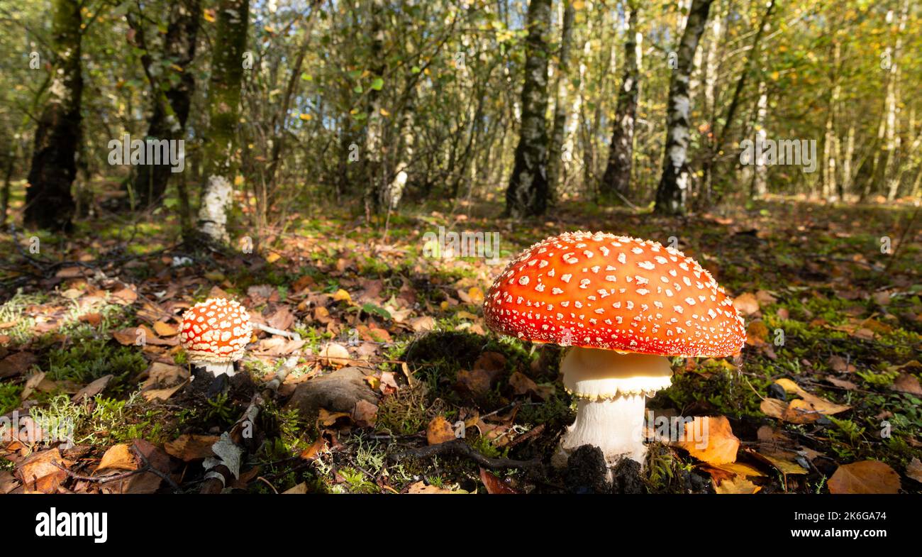 Fly Agaric (Amanita Muscaria) in Birch woodlands on Colliers Moss, a former colliery site in St Helens, Merseyside, UK Stock Photo