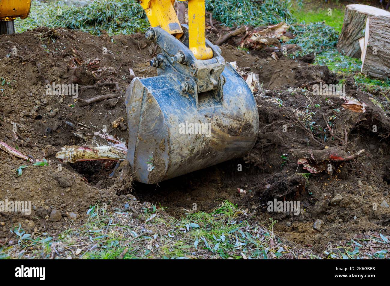 Removal of tree roots stump that was cut down in order to clear land using bulldozer Stock Photo