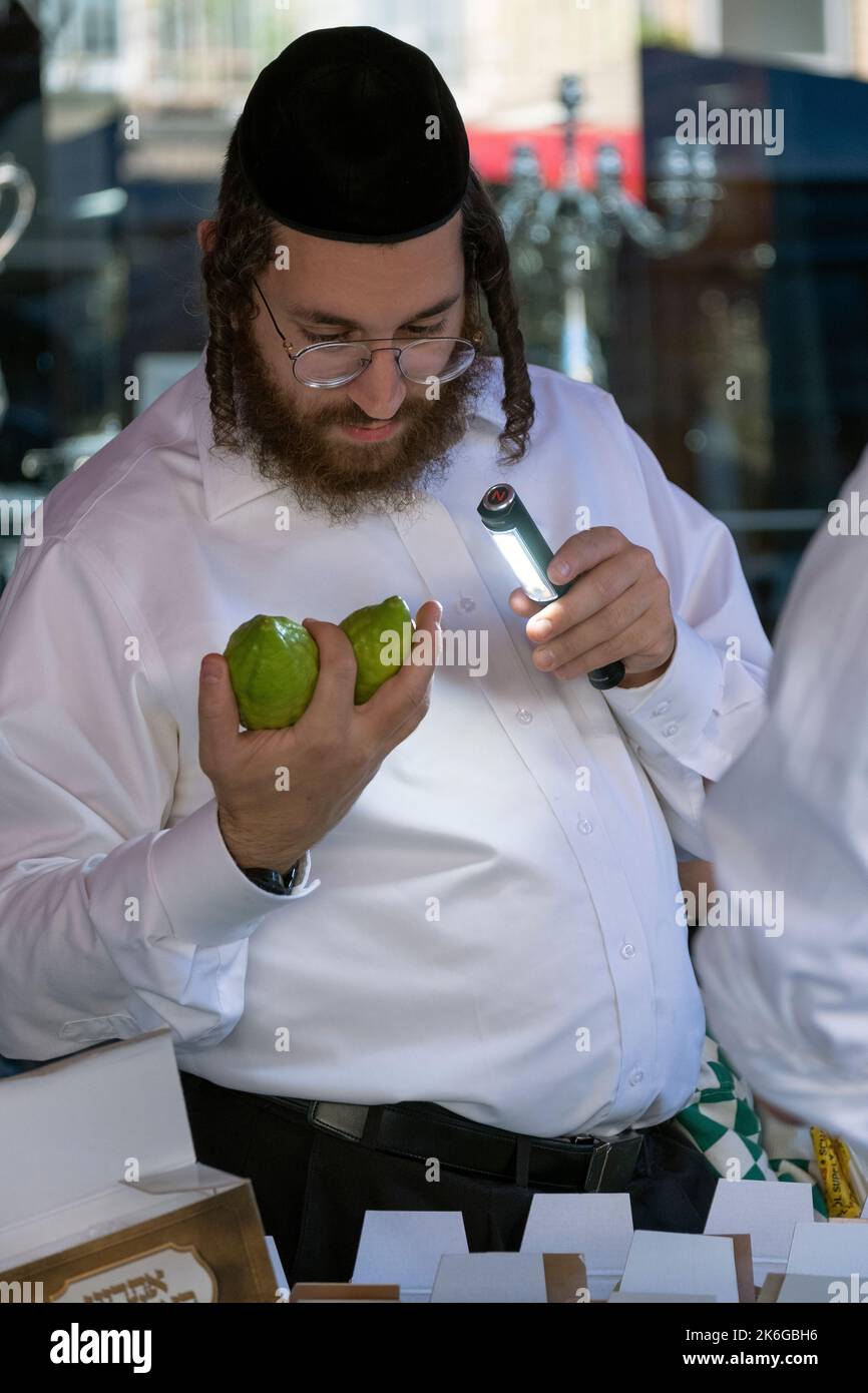An orthodox Jewish man prepares for Sukkot by inspecting an esrog to be