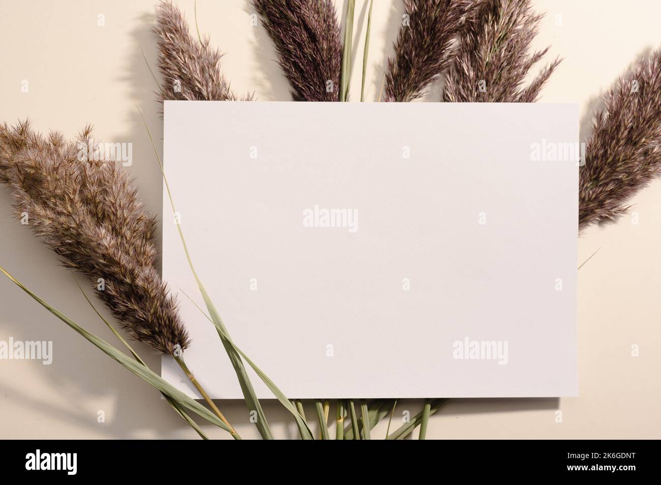 Blank white paper A4 with pampas grass on grey grainy background. Dried