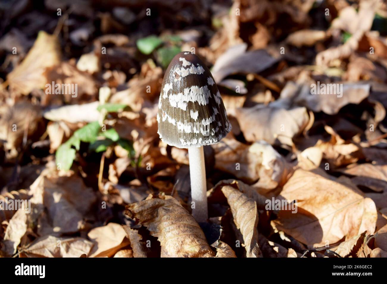 Close up photo of a wild mushroom in the forest named Magpie inkcap fungus. The cap is egg-shaped, later it opens up and takes on a bell shape. Stock Photo