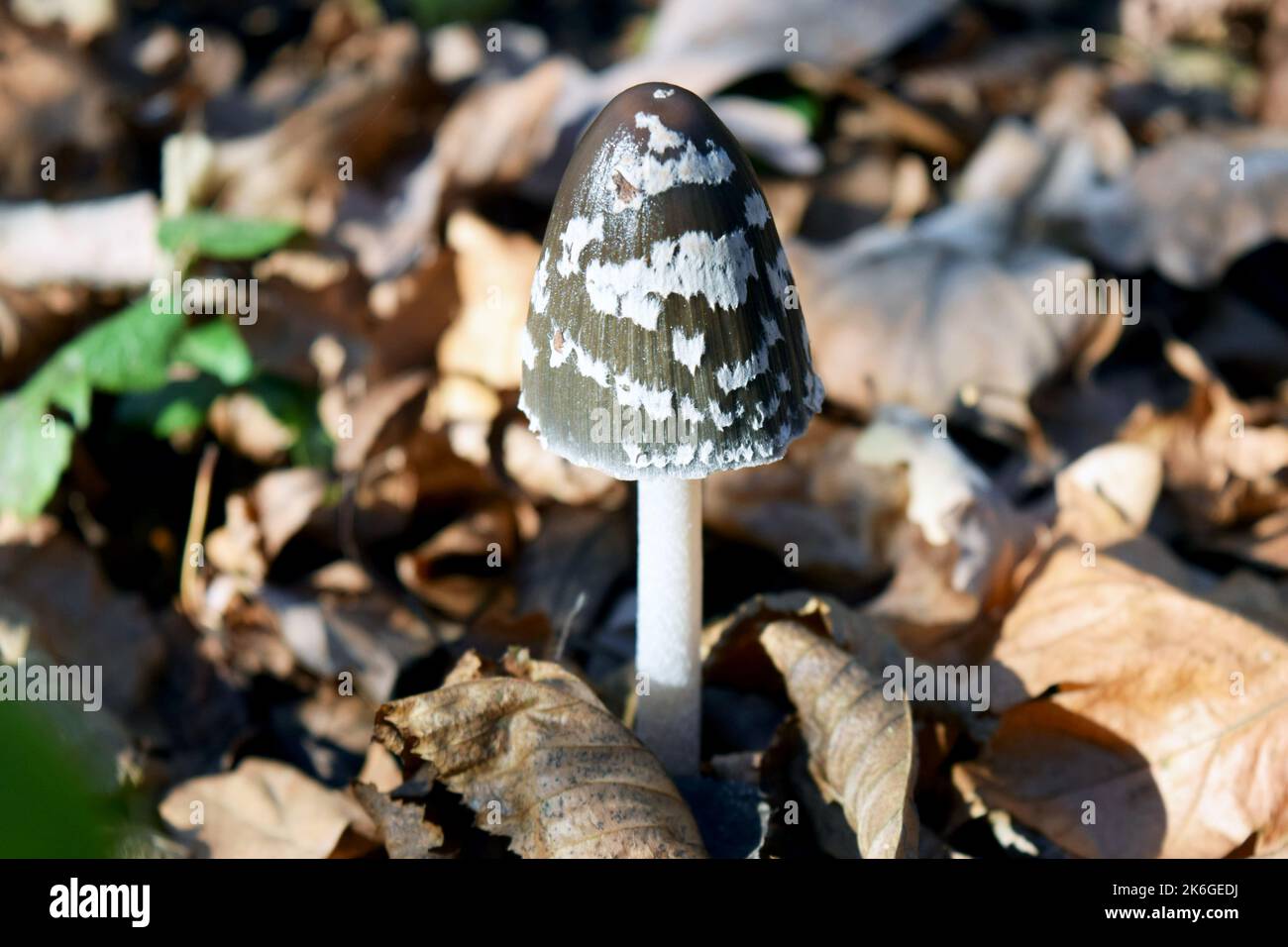 Close up photo of a wild mushroom in the forest named Magpie inkcap fungus. The cap is egg-shaped, later it opens up and takes on a bell shape. Stock Photo