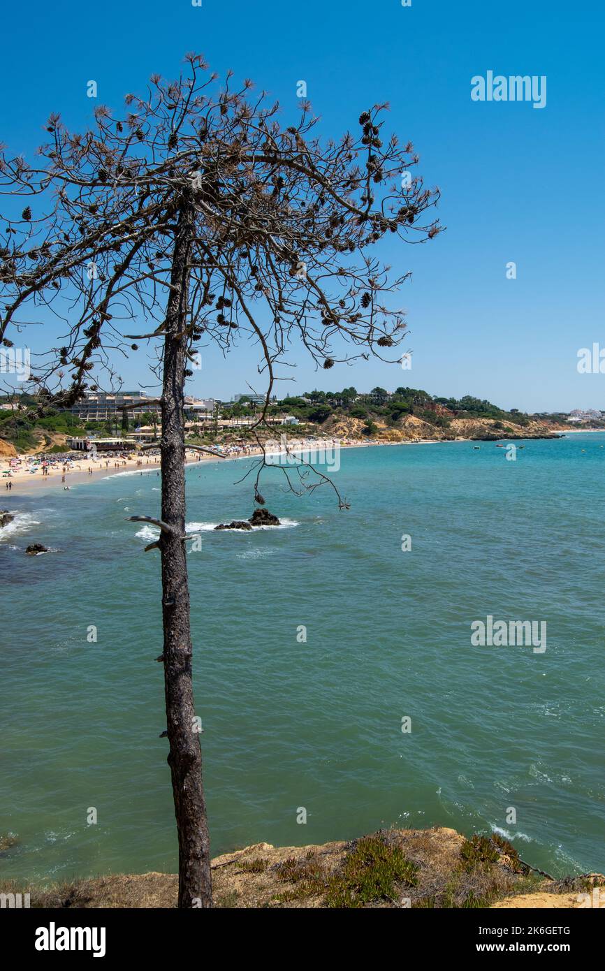 Vertical single pine tree over a beach cliff. Radical walks on coastline. Beach view from high cliff. Stock Photo