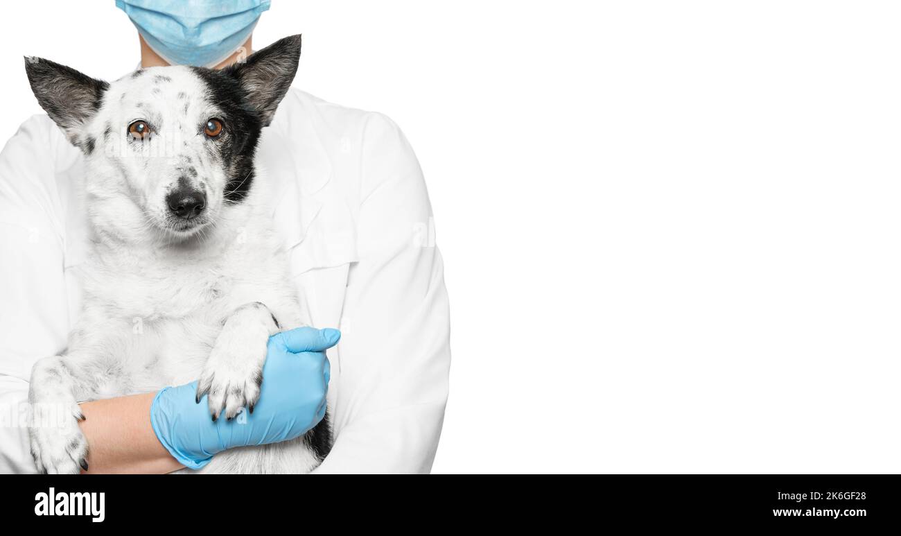 Cropped shot of a veterinarian in a medical mask and gloves holding cute small black and white dog in her hands. Isolated on white, banner, copy space Stock Photo