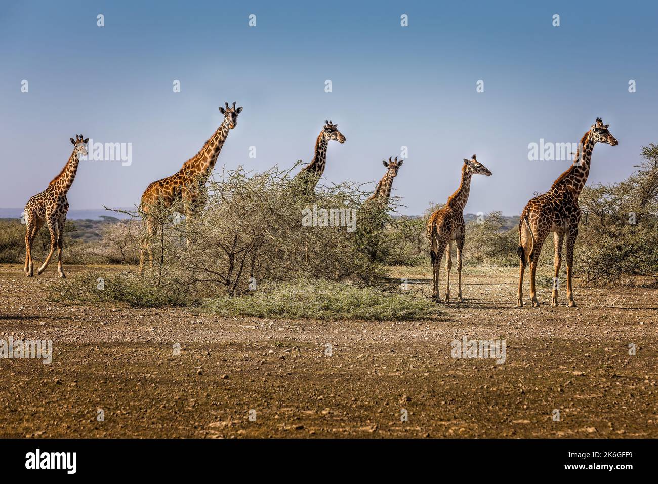 Many long necks. A group of giraffes in the Serengeti National Park, Tanzania Stock Photo