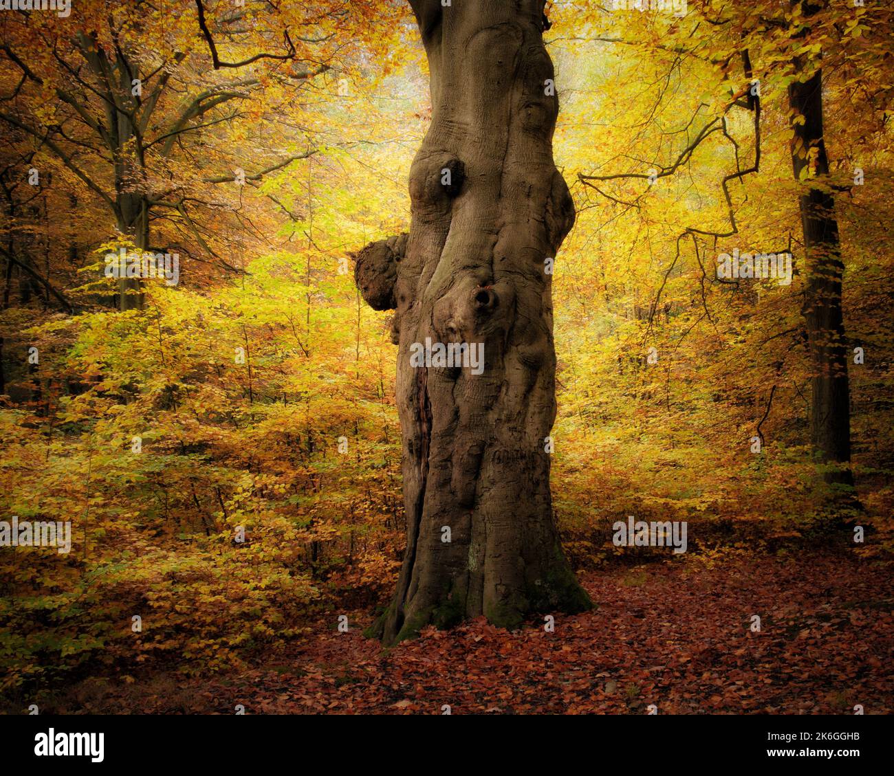 A beautiful view of autumn trees in the forest in Burnham Beeches ...