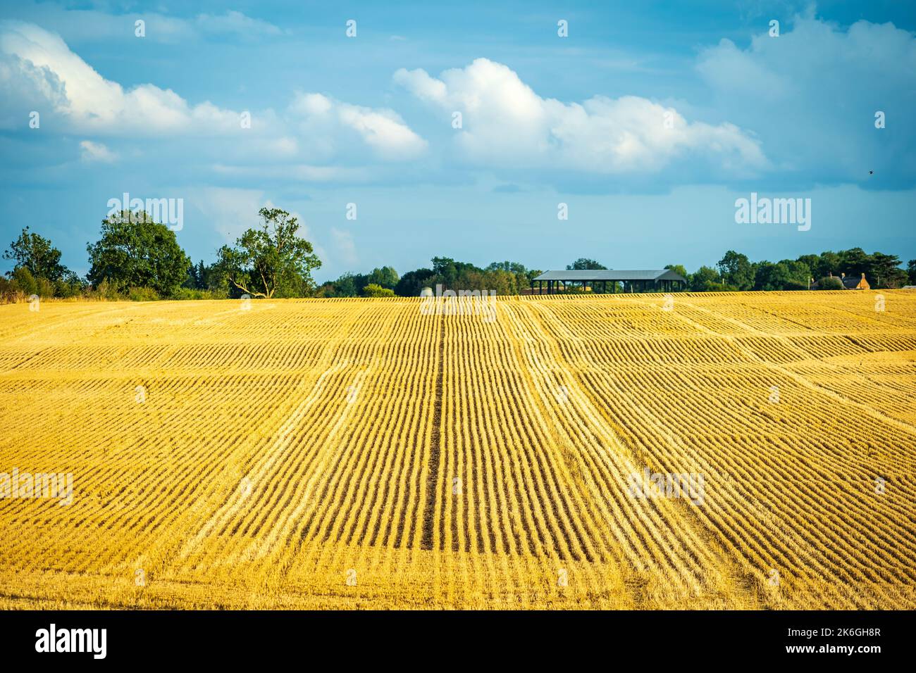 Sunny day view crop farm field in england uk Stock Photo - Alamy
