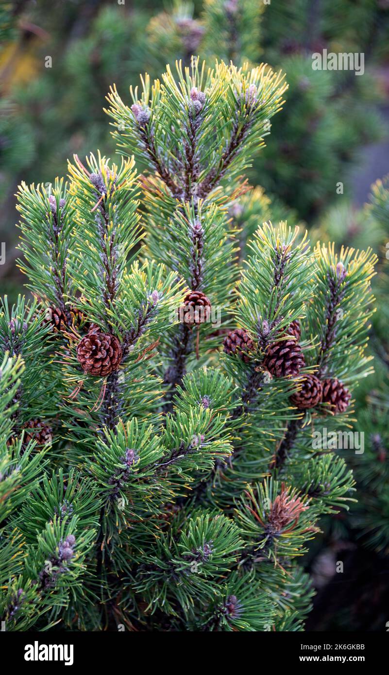 Green pine tree leaves close up. Fir tree leaves backdrop Stock Photo