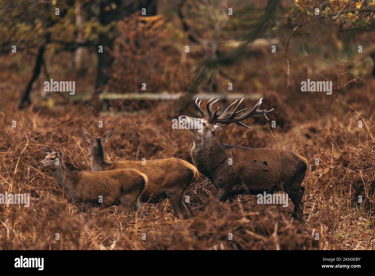 The majestic red stags with large antlers guarding over his conquests
