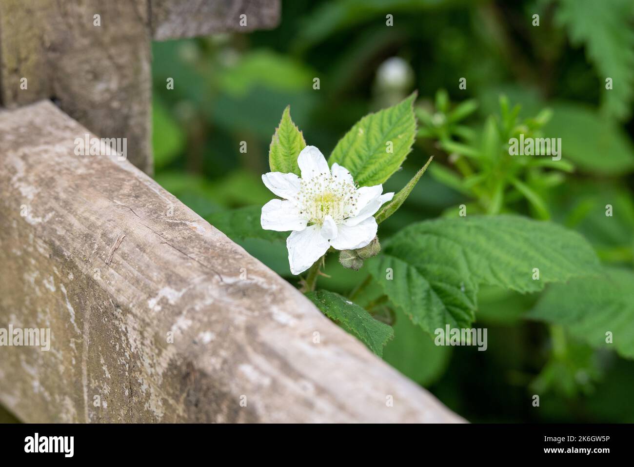 A closeup shot of the Rubus Illecebrosus Stock Photo