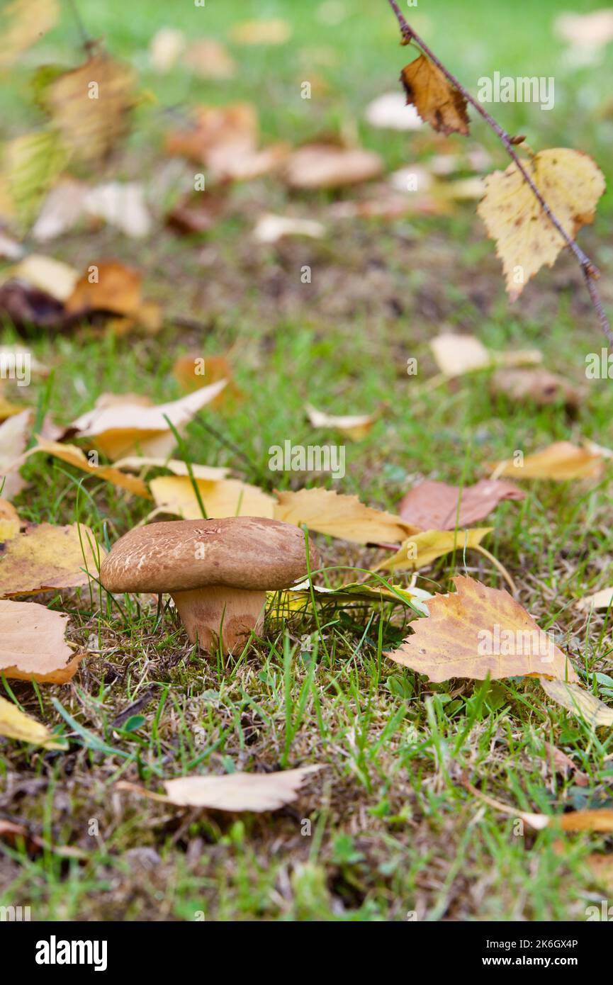 Coppery Pax fungi a species of Rollrims (Paxillus) Stock Photo