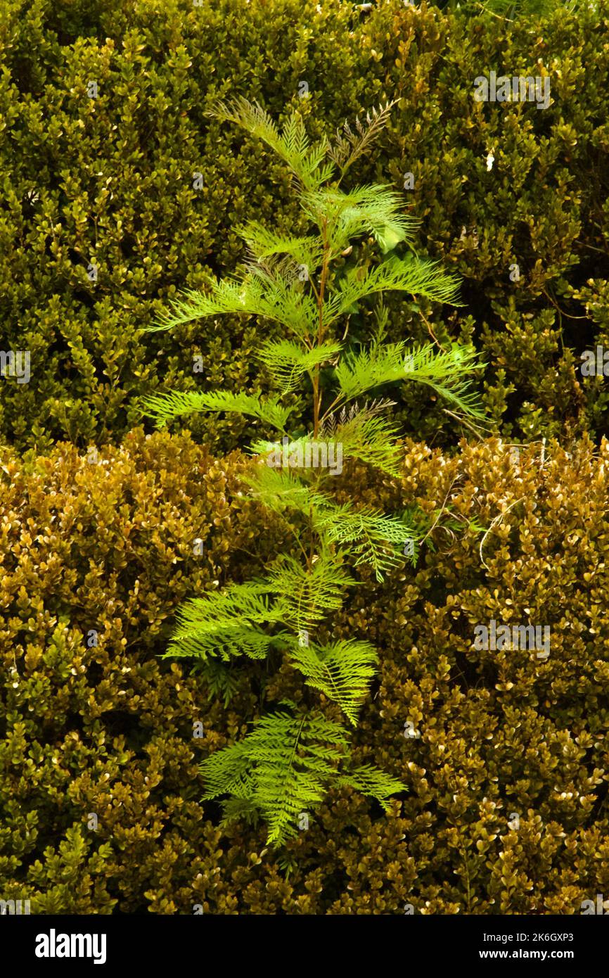 A vertical of a kawaka, Libocedrus plumosa branch in other plants Stock Photo