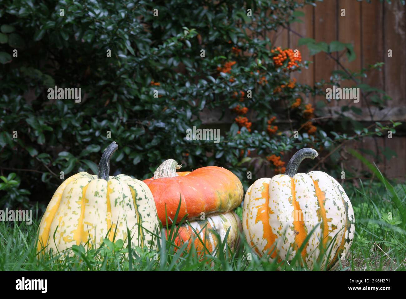 Orange pumpkins on green grass hi-res stock photography and images - Alamy