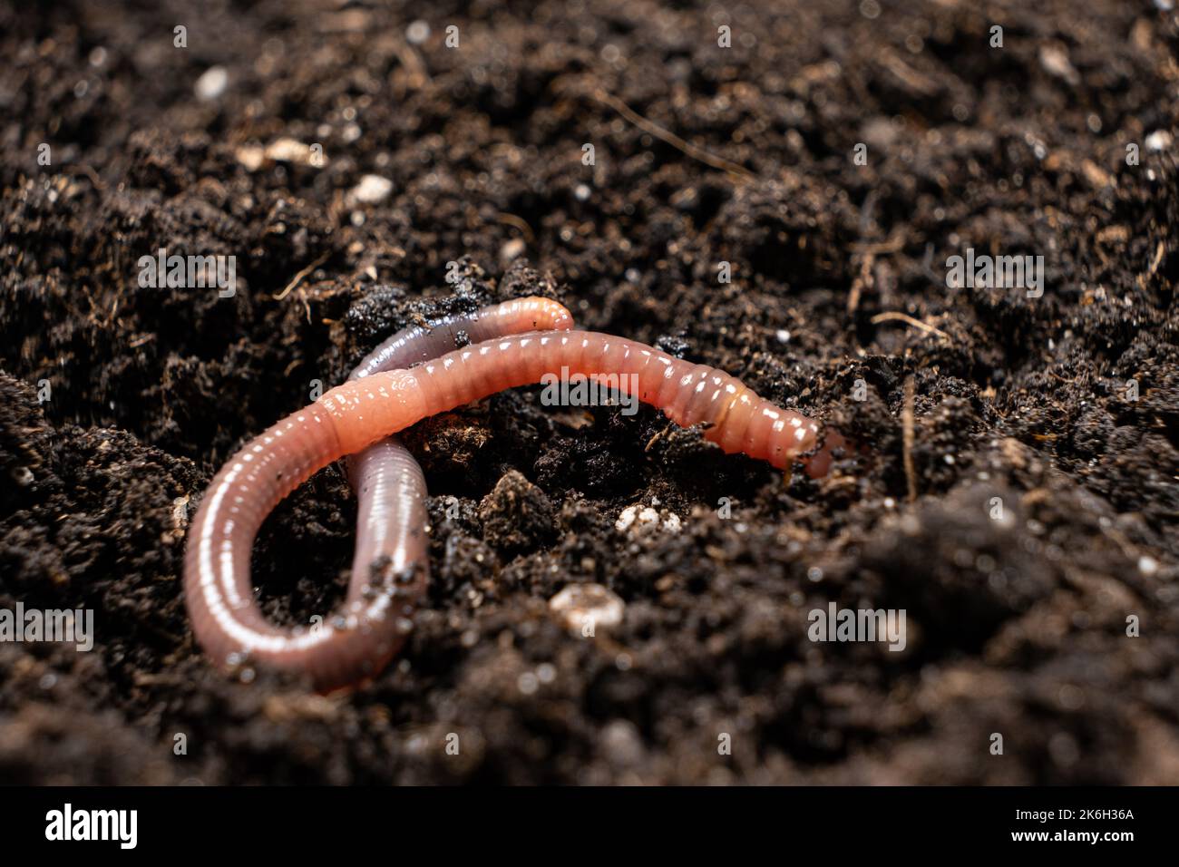 Big beautiful earthworm in the black soil, closeup Stock Photo Alamy