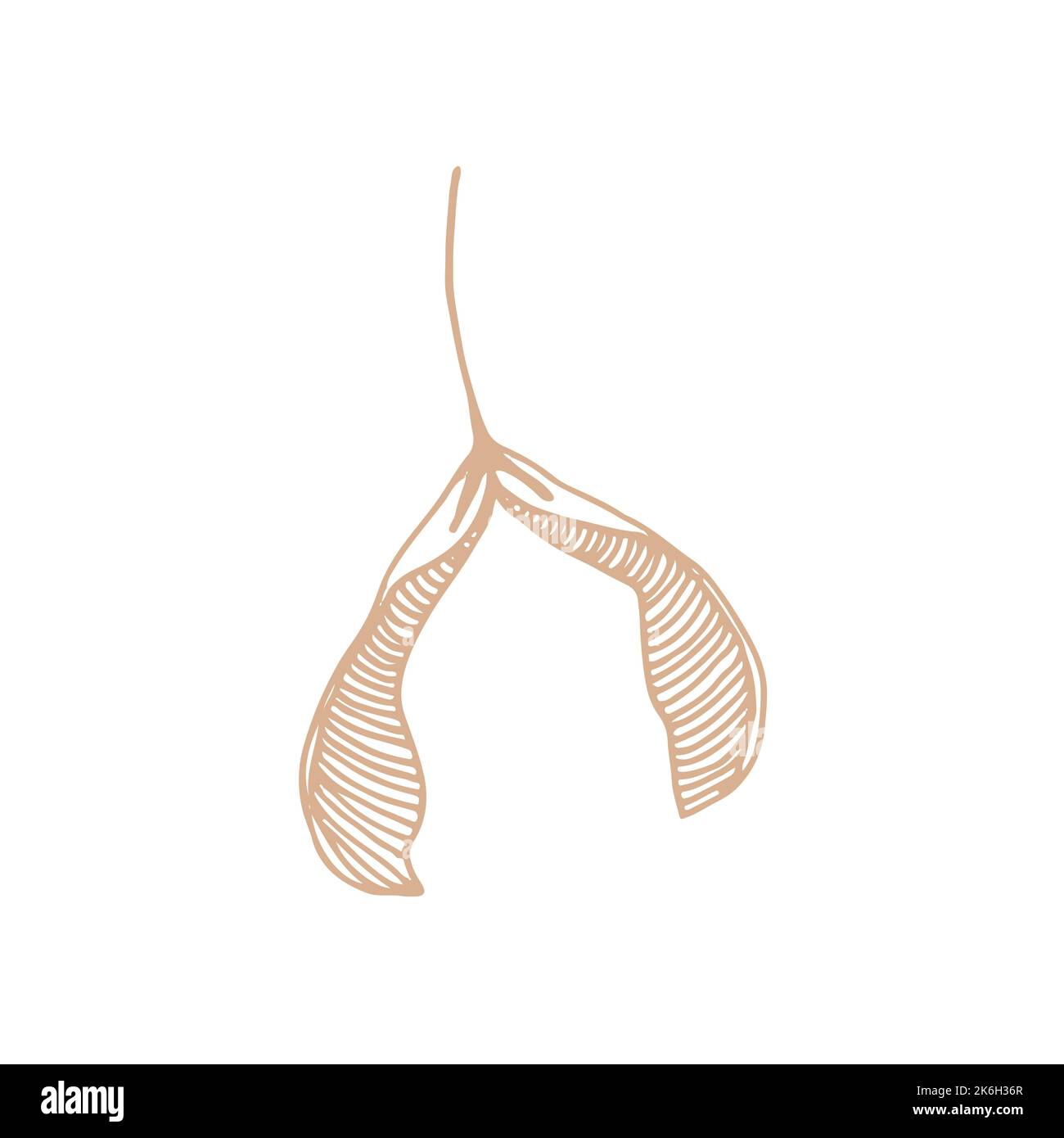 Sycamore seeds Stock Vector