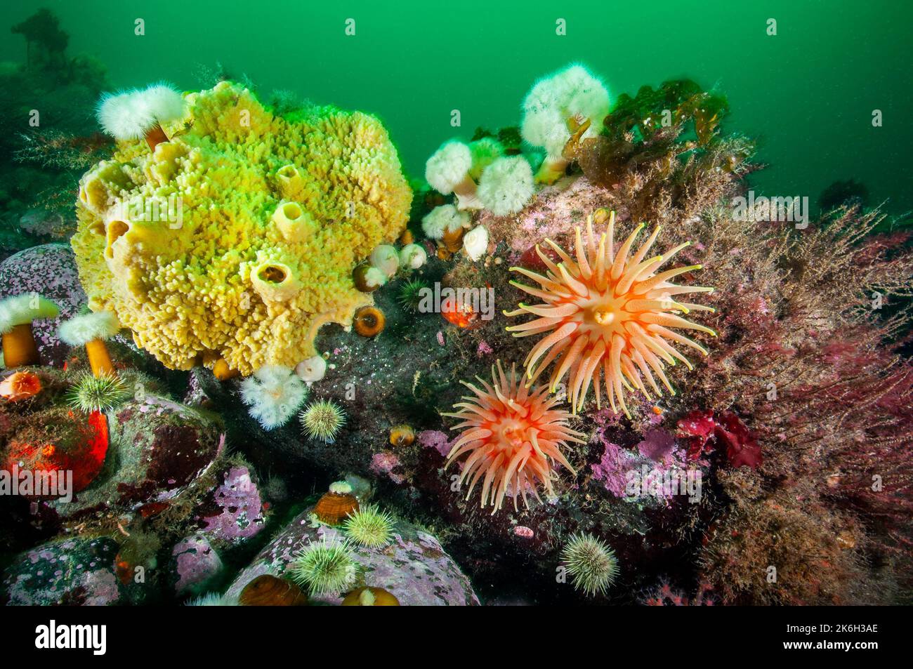 Colorful marine sponge, Northern Red Anemone and Frilled anemone underwater in the St. Lawrence River Stock Photo