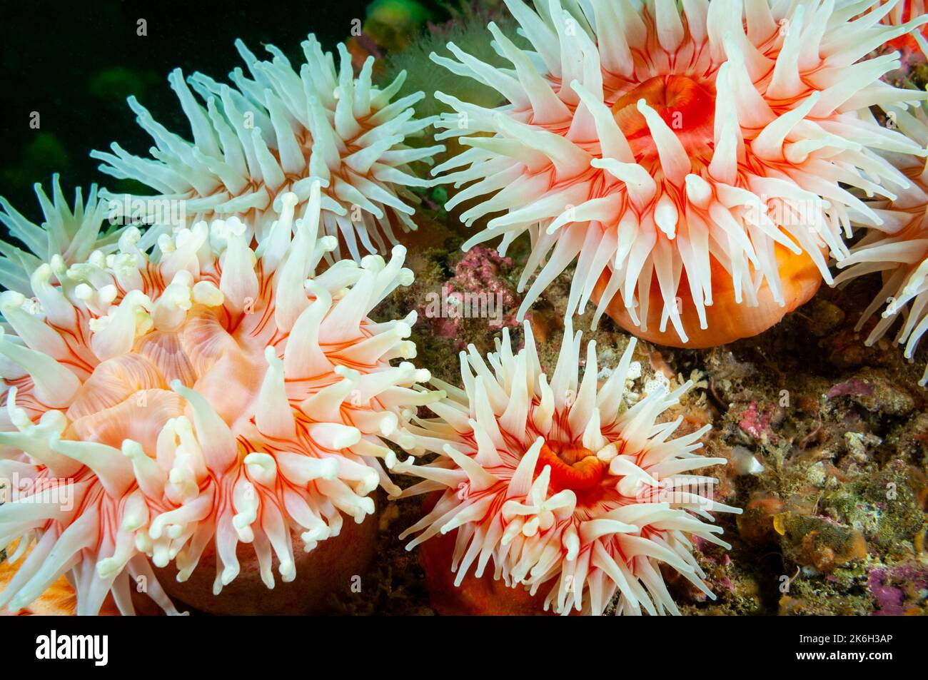 Northern Red Anemone underwater in the St. Lawrence River Stock Photo