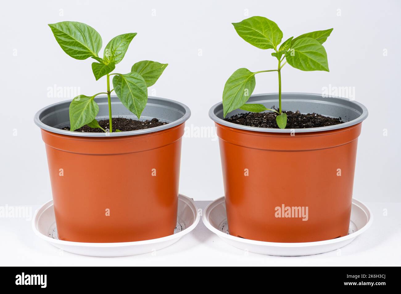 Growing peppers from seeds. Step 8 the plant grows in a pot Stock