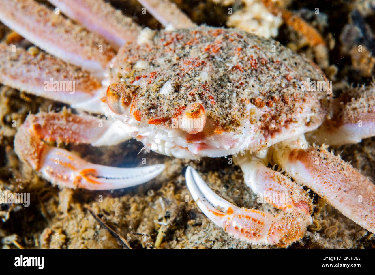 Close-up of a Snow Crab underwater in the St. Lawrence River in canada Stock Photo