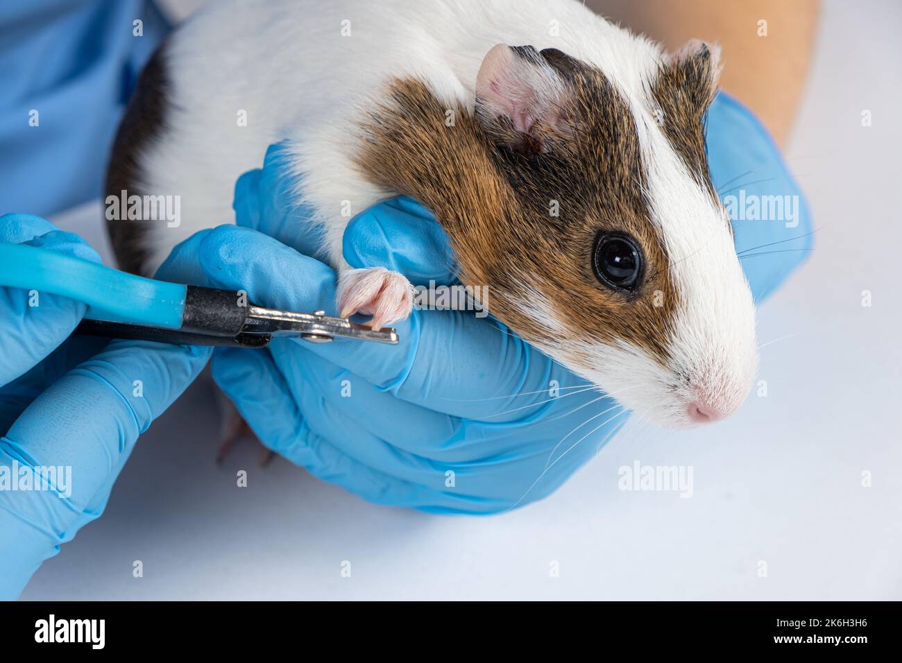 Dog Nail Clippers Cat Nail Clippers Small Animal Deluxe Claw