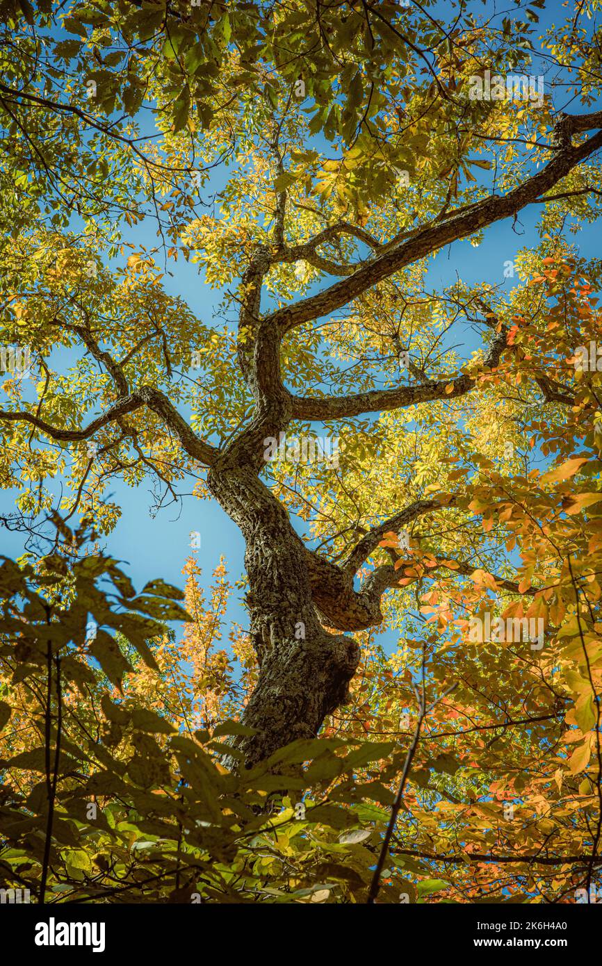A low-angle shot of an autumn tree on a sunny day Stock Photo - Alamy
