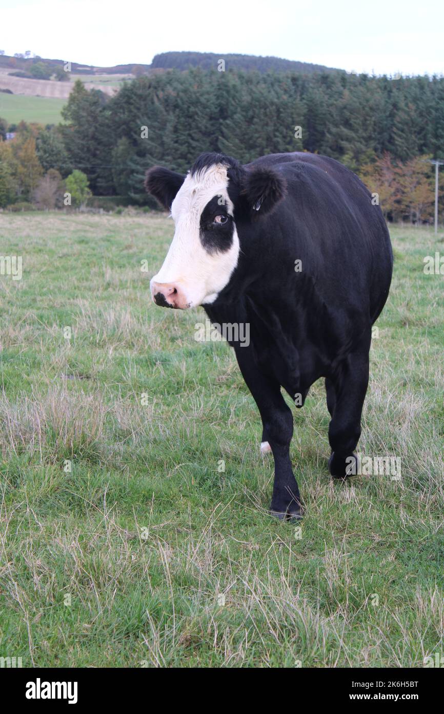 Black cow with a white face and a black match over one eye. Pirate cow concept Stock Photo
