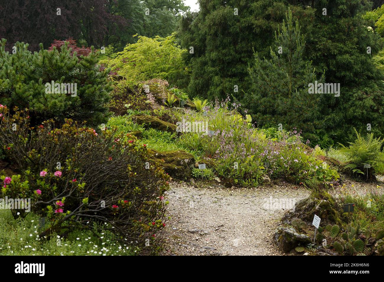 Hillside planting in Linz botanical garden Stock Photo - Alamy