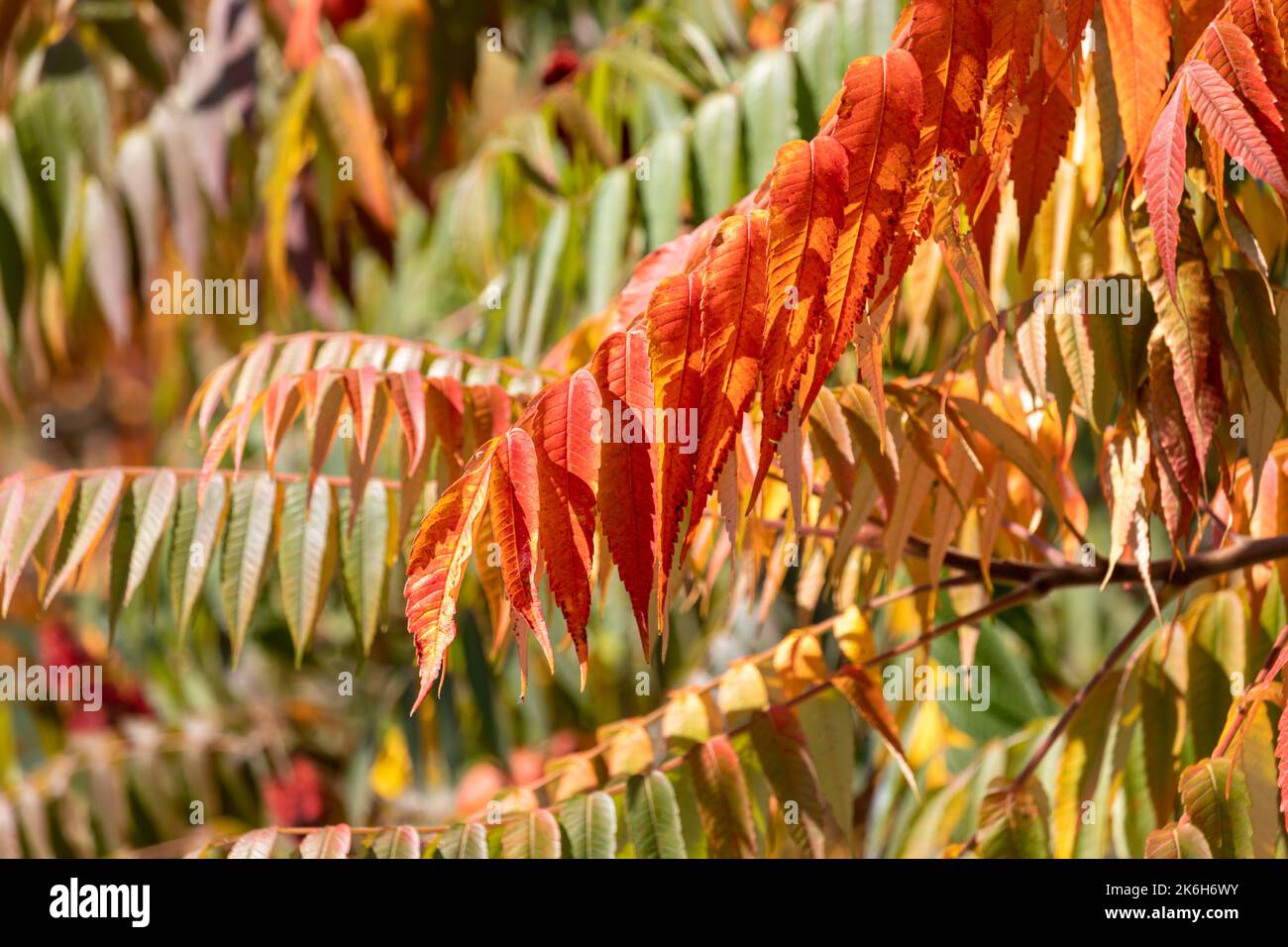Autumn leaves in the park on a sunny October day Stock Photo - Alamy