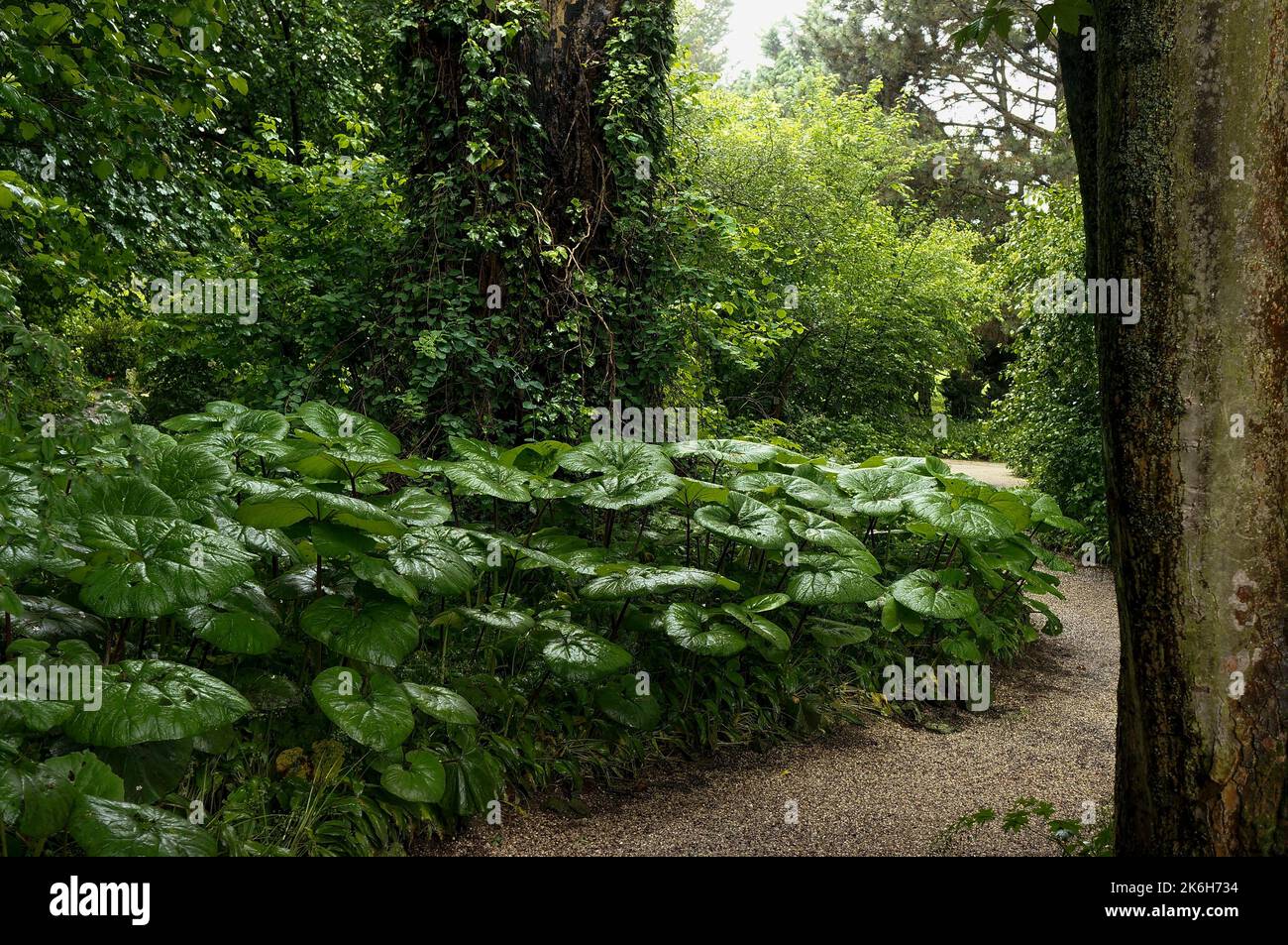 Glossy wet leaves in Linz botanical garden Stock Photo - Alamy