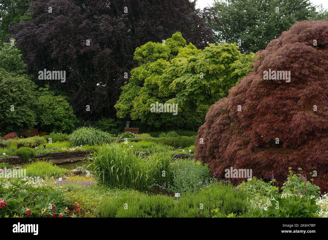 Green and red trees in Linz botanical garden Stock Photo - Alamy