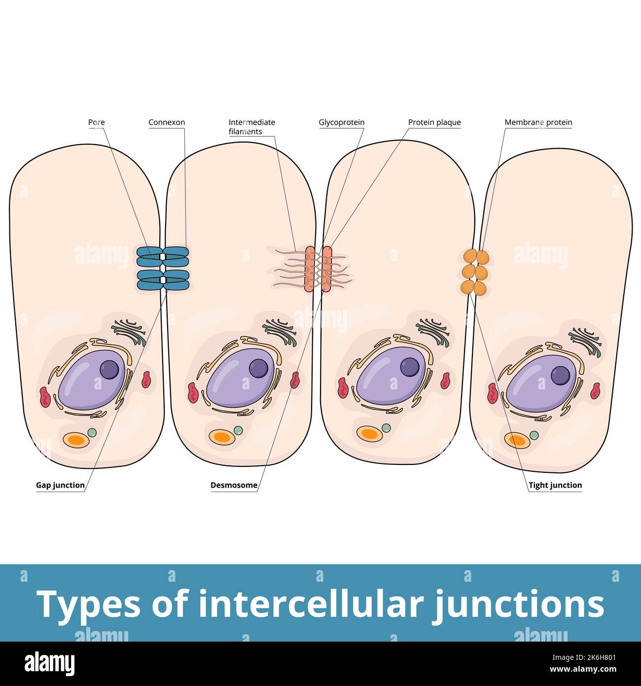 Types of intercellular junctions. Gap junction (pore and connexon), desmosome (filaments, glycoprotein, plaque) and tight junction. Stock Vector