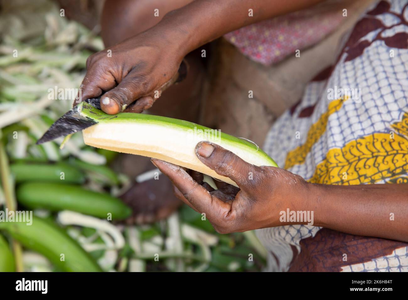 The East African Highland Banana, a starchy savory banana known locally as matoke, is a staple food in central and western Uganda, East Africa. Stock Photo
