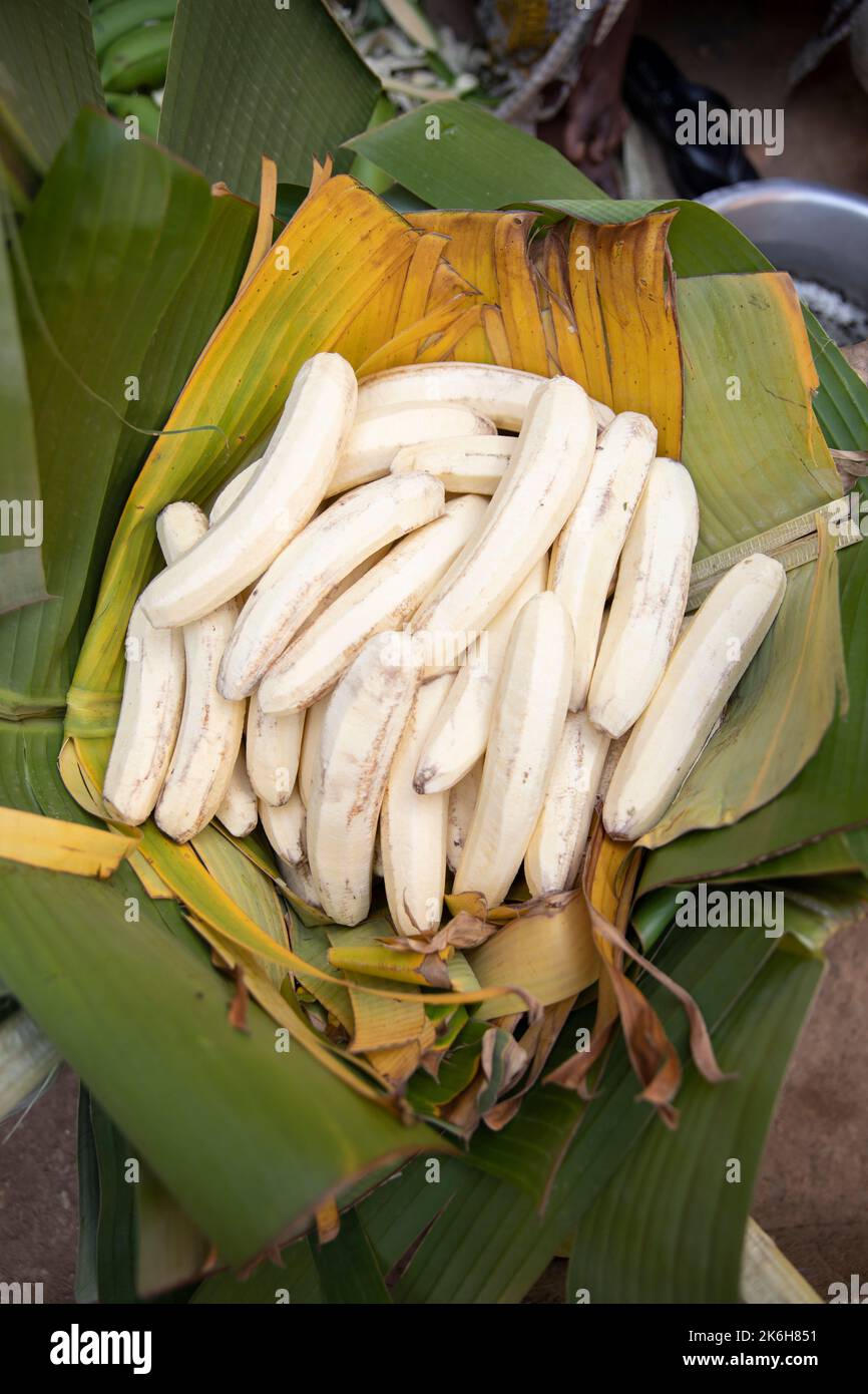 The East African Highland Banana, a starchy savory banana known locally as matoke, is a staple food in central and western Uganda, East Africa. Stock Photo