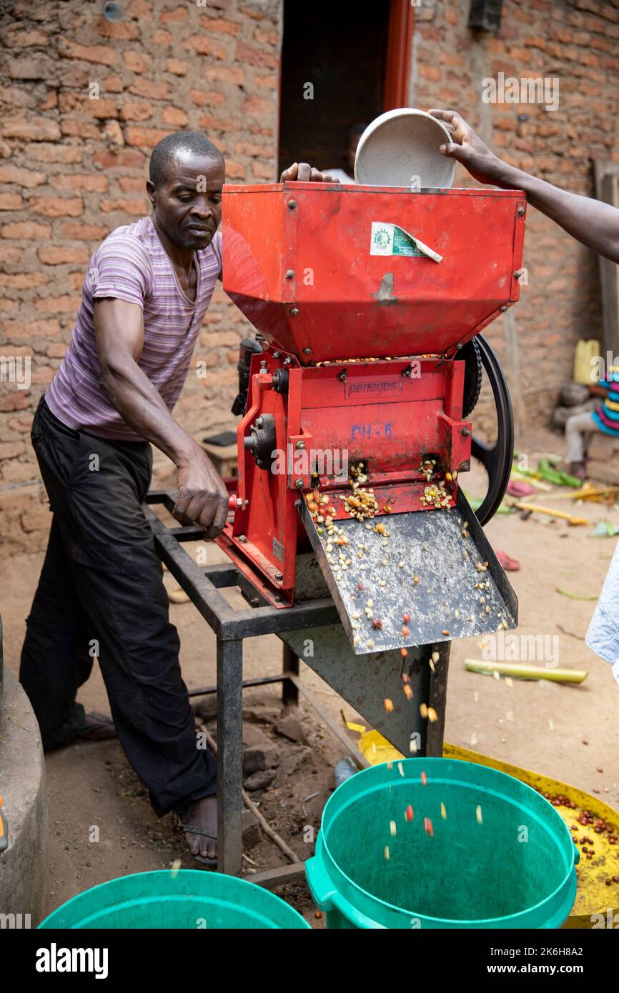 A smallholder  farmer operates a coffee pulping machine outside the family’s home in Kasese District, Western Uganda, East Africa Stock Photo