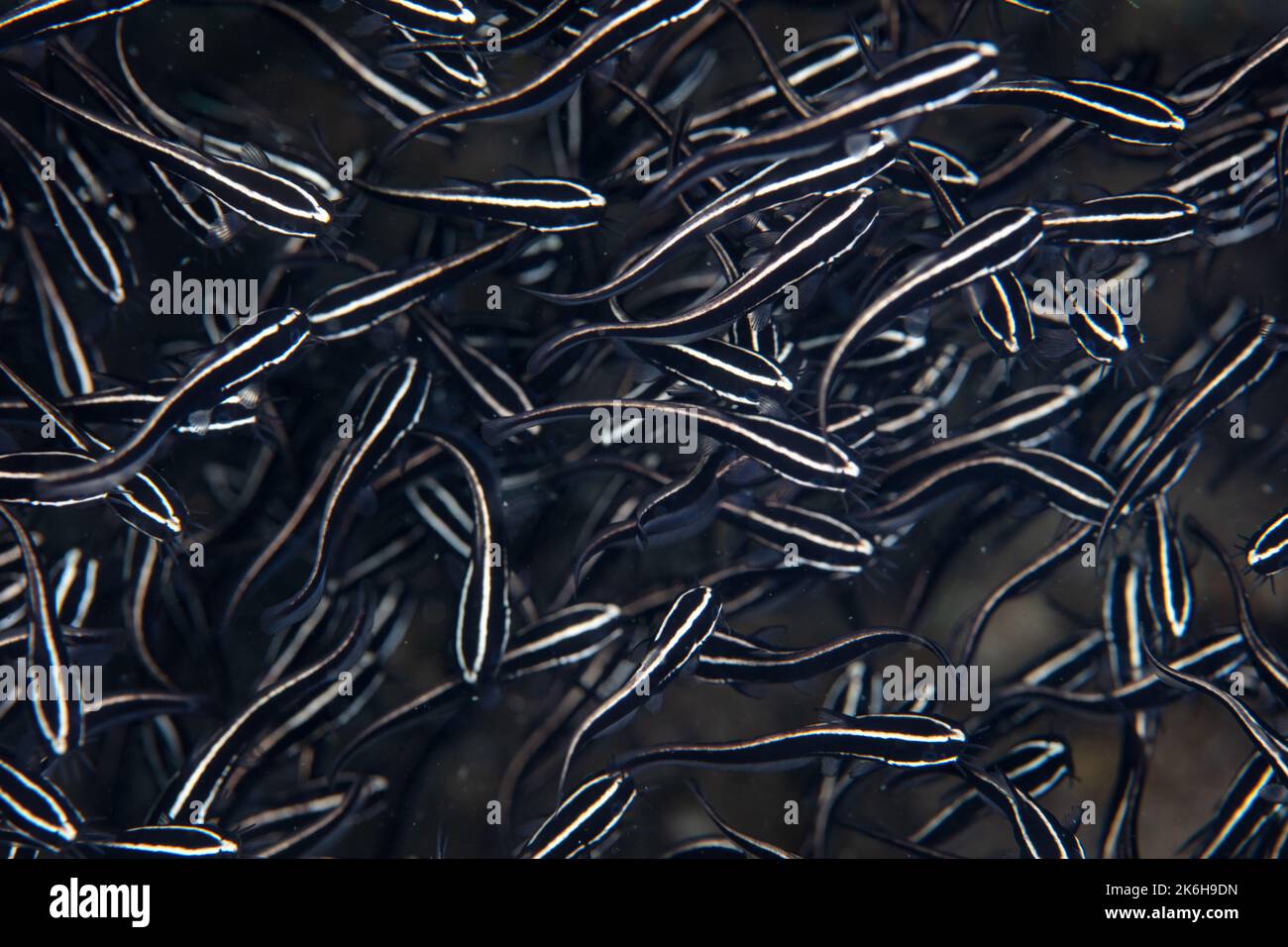 A school of young Striped eel catfish, Plotosus lineatus, swarm over the seafloor in Indonesia feeding on small invertebrates. Stock Photo