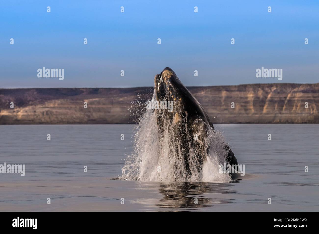 Right Whale jumping , Eubalaena Autralis, Glacialis, Patagonia , Peninsula Valdes, Patagonia, Argentina. Stock Photo
