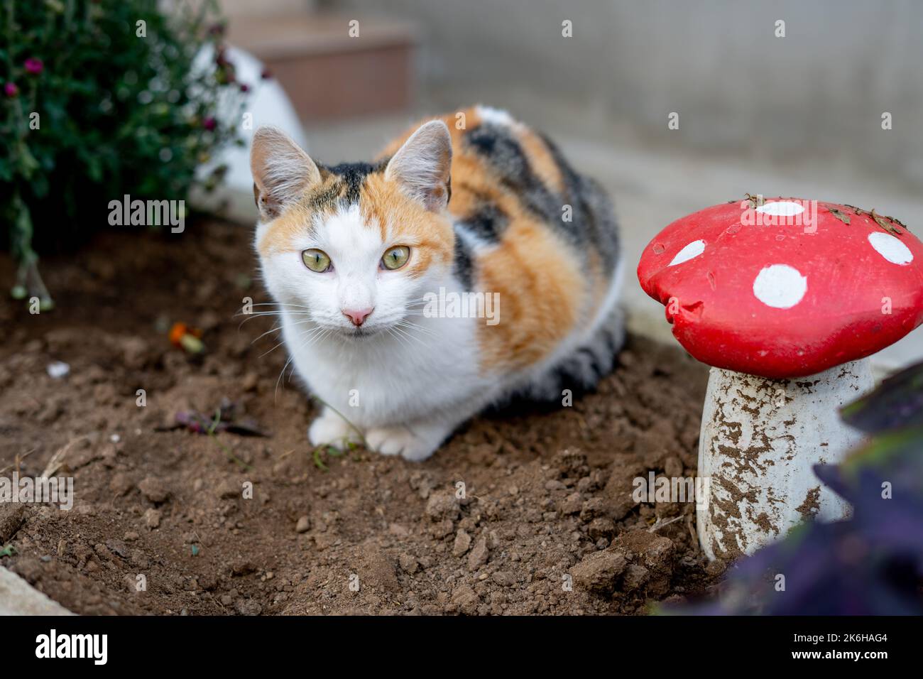 A beautiful cat sitting in the garden next to a decorative ceramic mushroom Stock Photo