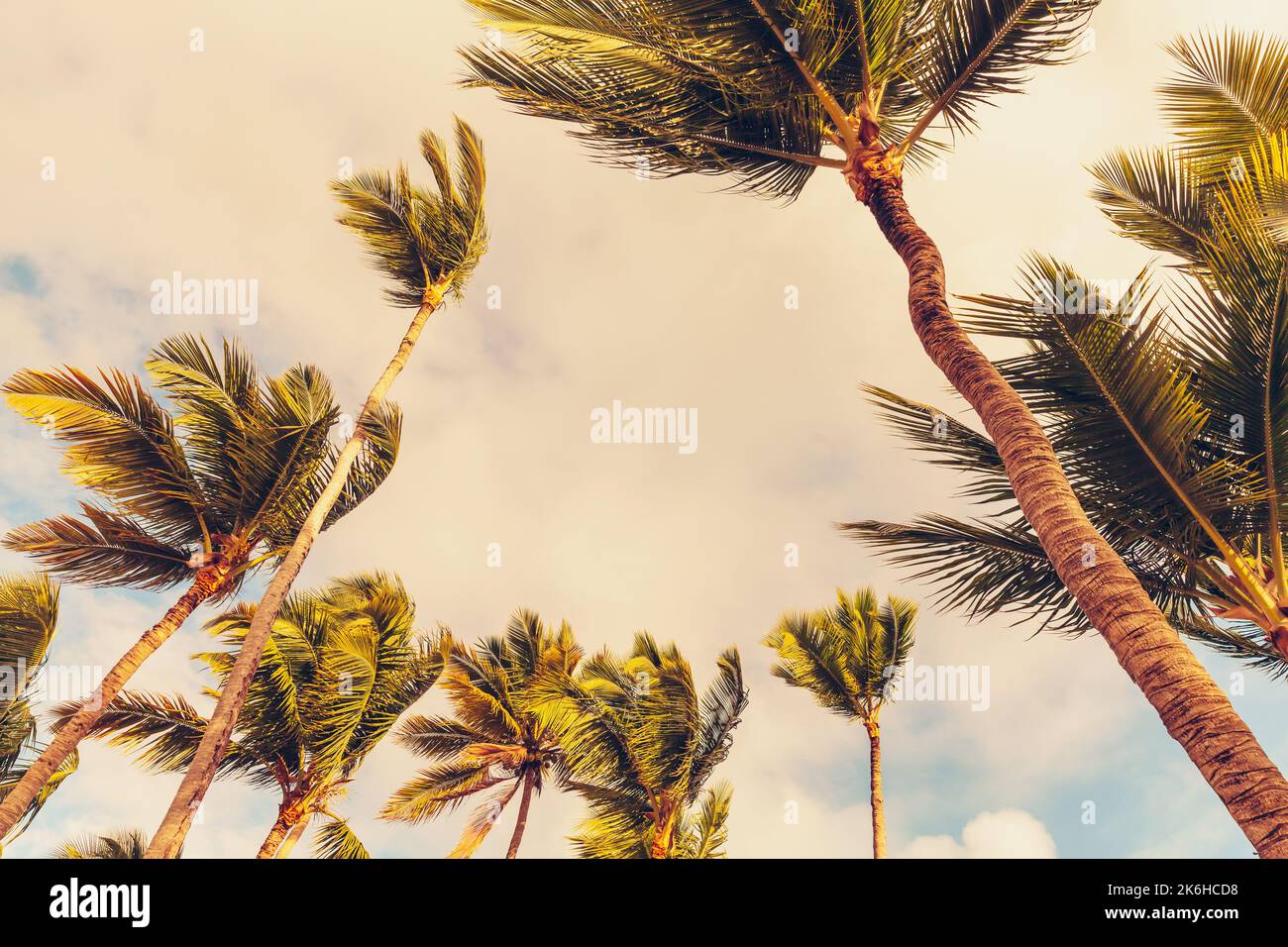 Coconut palm trees on wind are under cloudy sky on a daytime. Vintage stylized photo with tonal correction filter effect Stock Photo