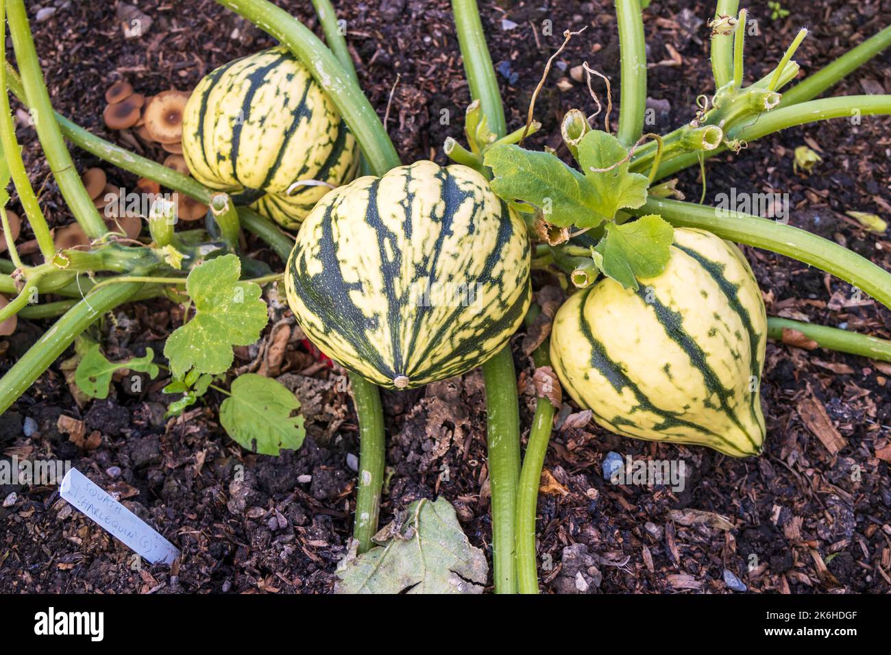 Stripy small Harlequin squash growing in a potager garden. Stock Photo