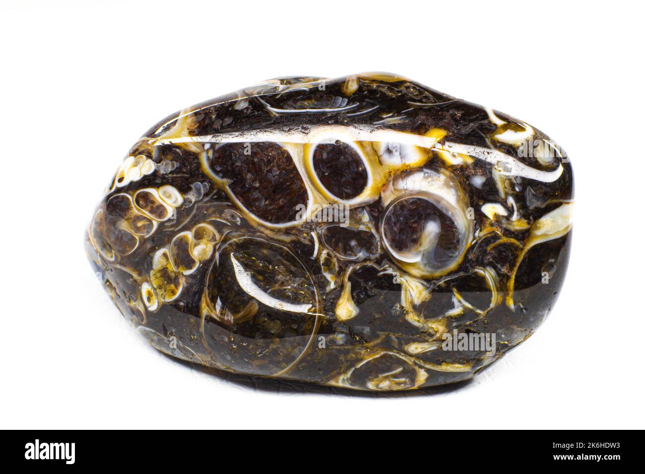 Real tumbled turitella agate stone macro isolated on white surface Stock Photo