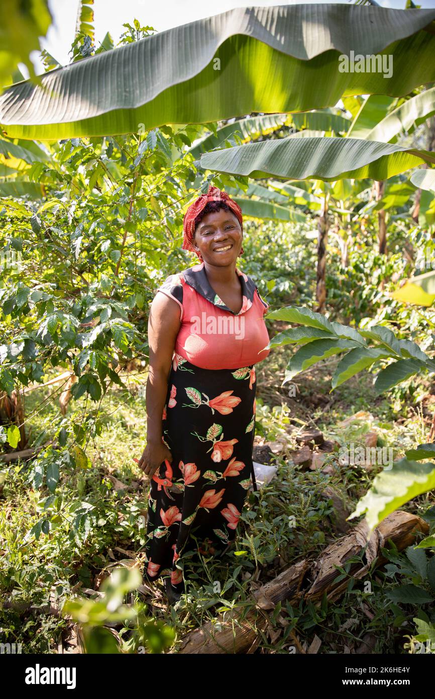 A woman smallholder farmer prunes her coffee trees on her coffee farm
